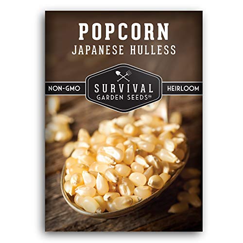 Japanese Hulless Popcorn Seed - Dwarf Heirloom Popcorn
