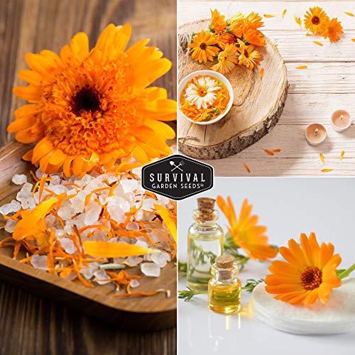 Ball’s Orange Calendula Seeds – Heirloom Medicinal Herb & Edible Flower with Brilliant Double Orange Blooms (Calendula officinalis)