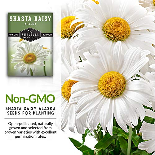 Organic Giant Shasta Daisy Seed - Adaptive Seeds