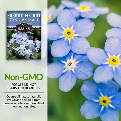 How to Germinate Forget Me Not from Seeds 