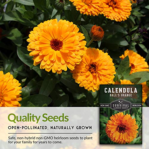 Ball’s Orange Calendula Seeds – Heirloom Medicinal Herb & Edible Flower with Brilliant Double Orange Blooms (Calendula officinalis)