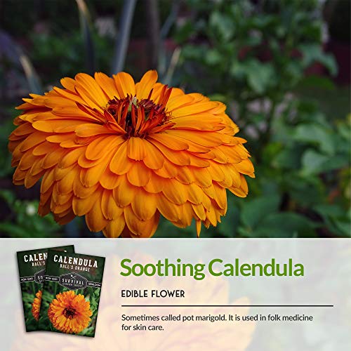 Ball’s Orange Calendula Seeds – Heirloom Medicinal Herb & Edible Flower with Brilliant Double Orange Blooms (Calendula officinalis)
