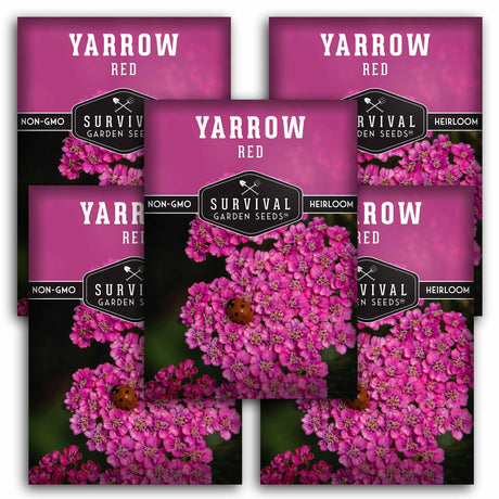 Pink Yarrow Seeds – Achillea millefolium var. rubra Heirloom Perennial with Reddish-Pink Blooms for Medicinal & Pollinator Gardens