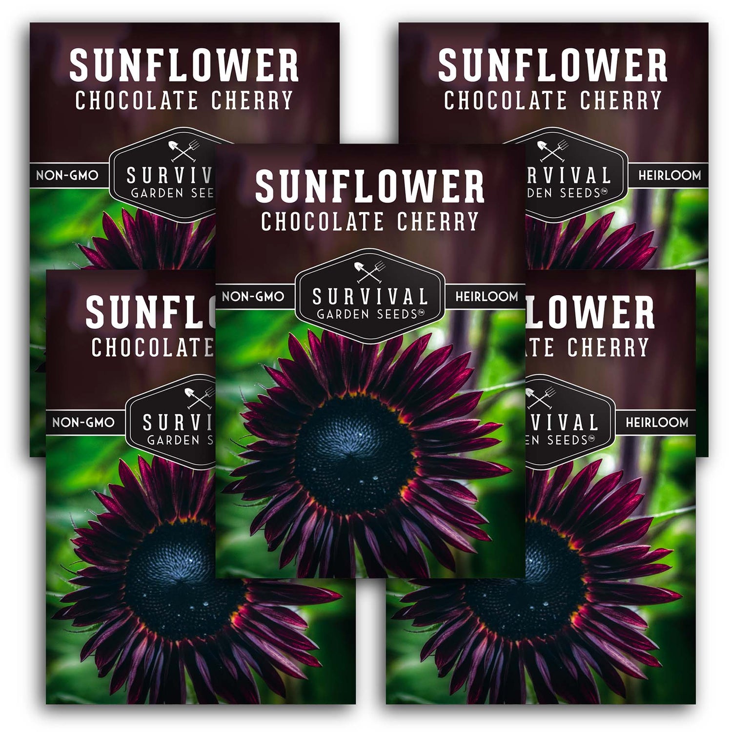 Chocolate Cherry Sunflower Seeds - Deep Burgundy Sunflower