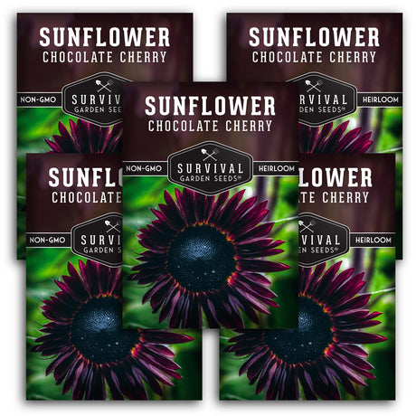 Chocolate Cherry Sunflower Seeds - Deep Burgundy Sunflower