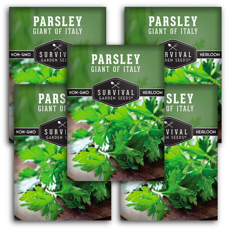 Giant of Italy Parsley Seeds – Heirloom Non-GMO Italian Flat Leaf Herb for Cooking, Drying & Garden Harvests