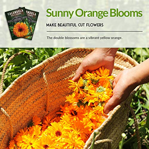 Ball’s Orange Calendula Seeds – Heirloom Medicinal Herb & Edible Flower with Brilliant Double Orange Blooms (Calendula officinalis)