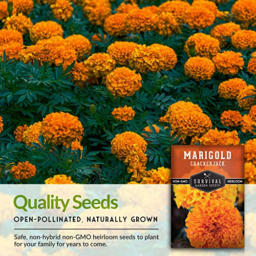 Crackerjack Marigold Seed