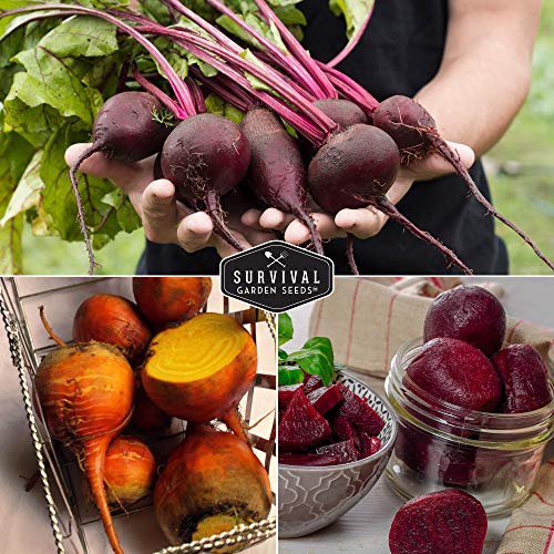 Beet Collection - Cylindra, Ruby Queen, Detroit Dark Red, & Detroit Golden Beet Seeds