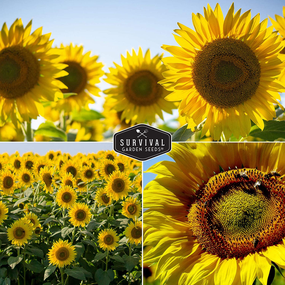 Edible Sunflower Seed Collection