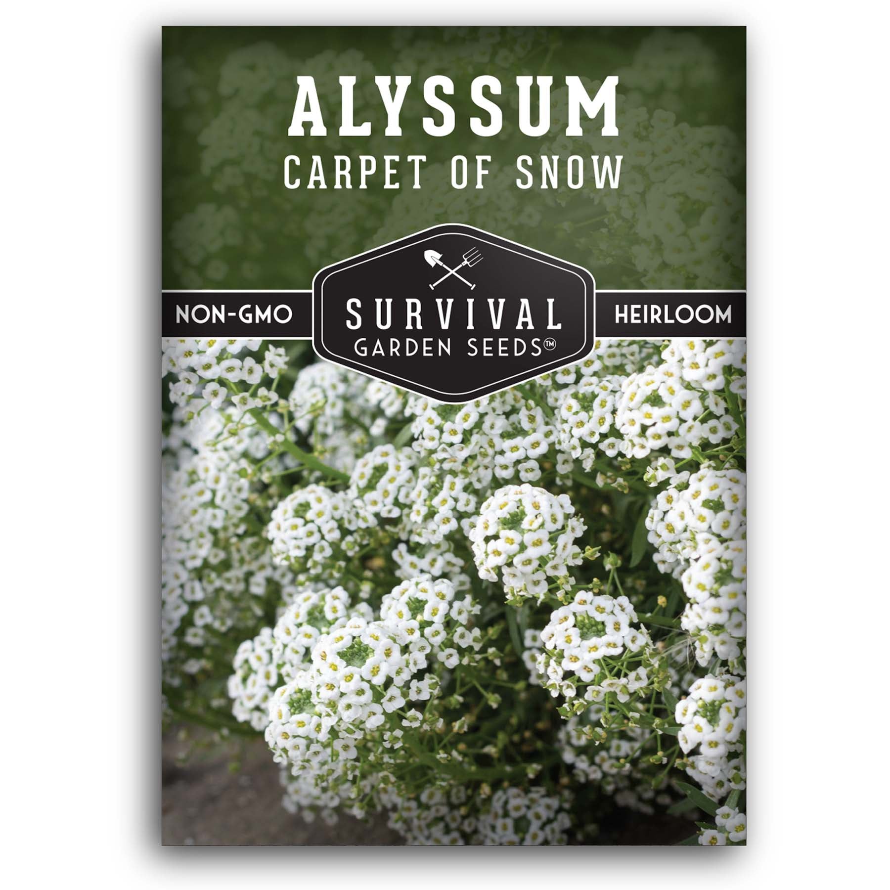 Carpet of Snow Alyssum seeds for planting