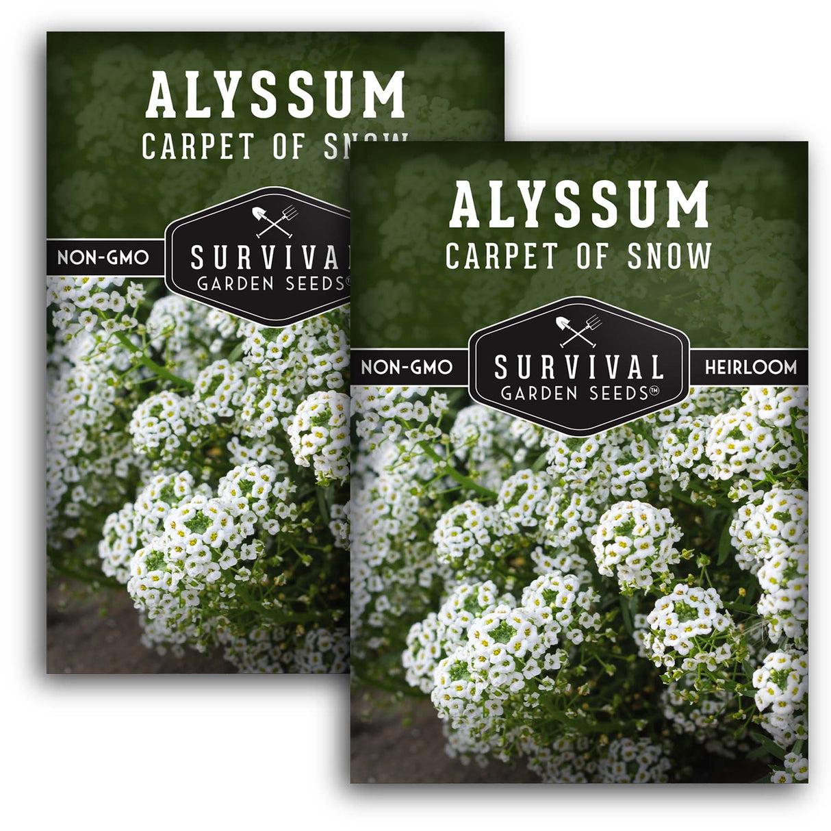 White Alyssum Seeds – Sweet Carpet of Snow