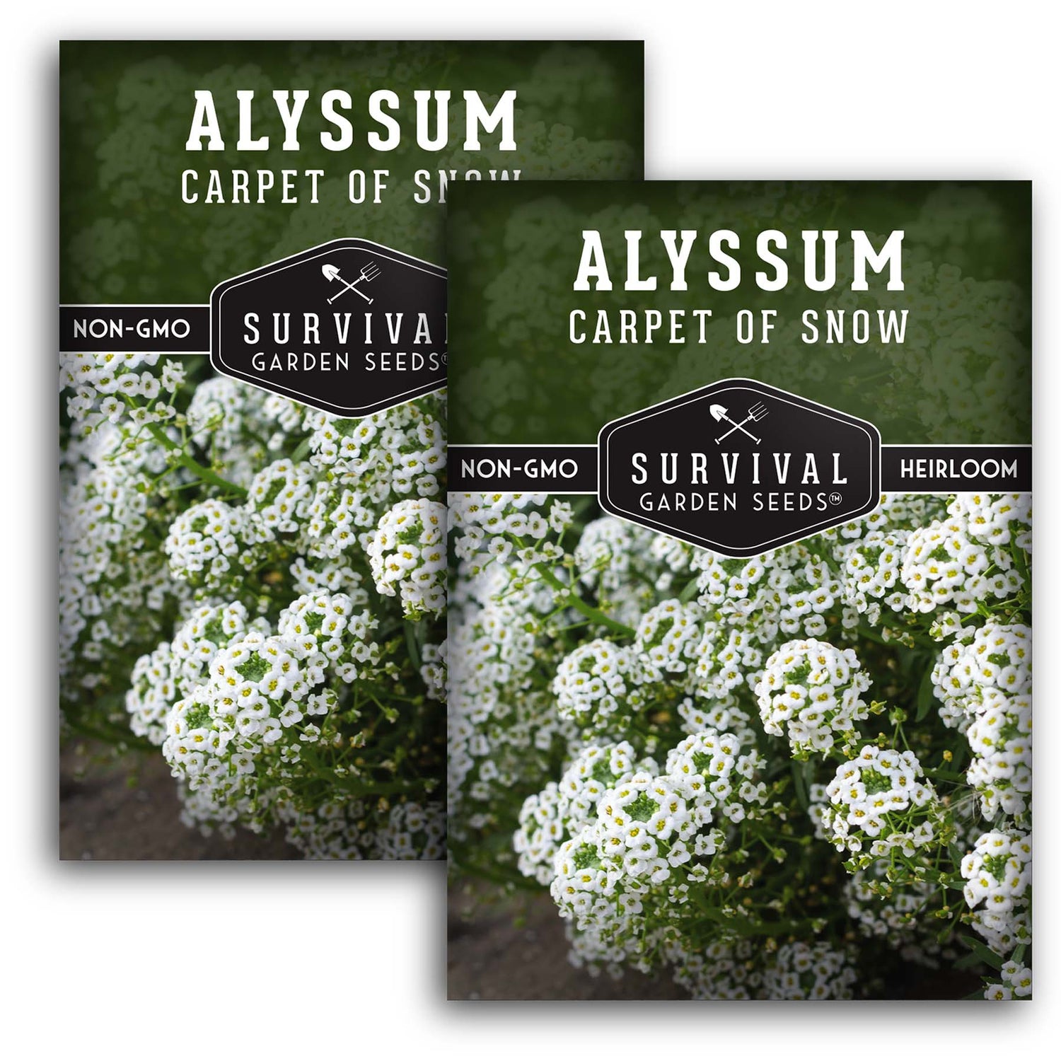 White Alyssum Seeds – Sweet Carpet of Snow