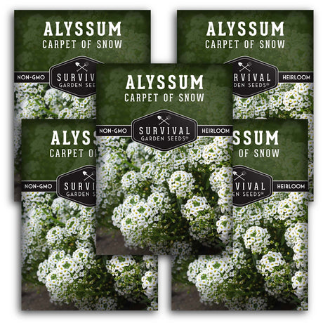 White Alyssum Seeds – Sweet Carpet of Snow