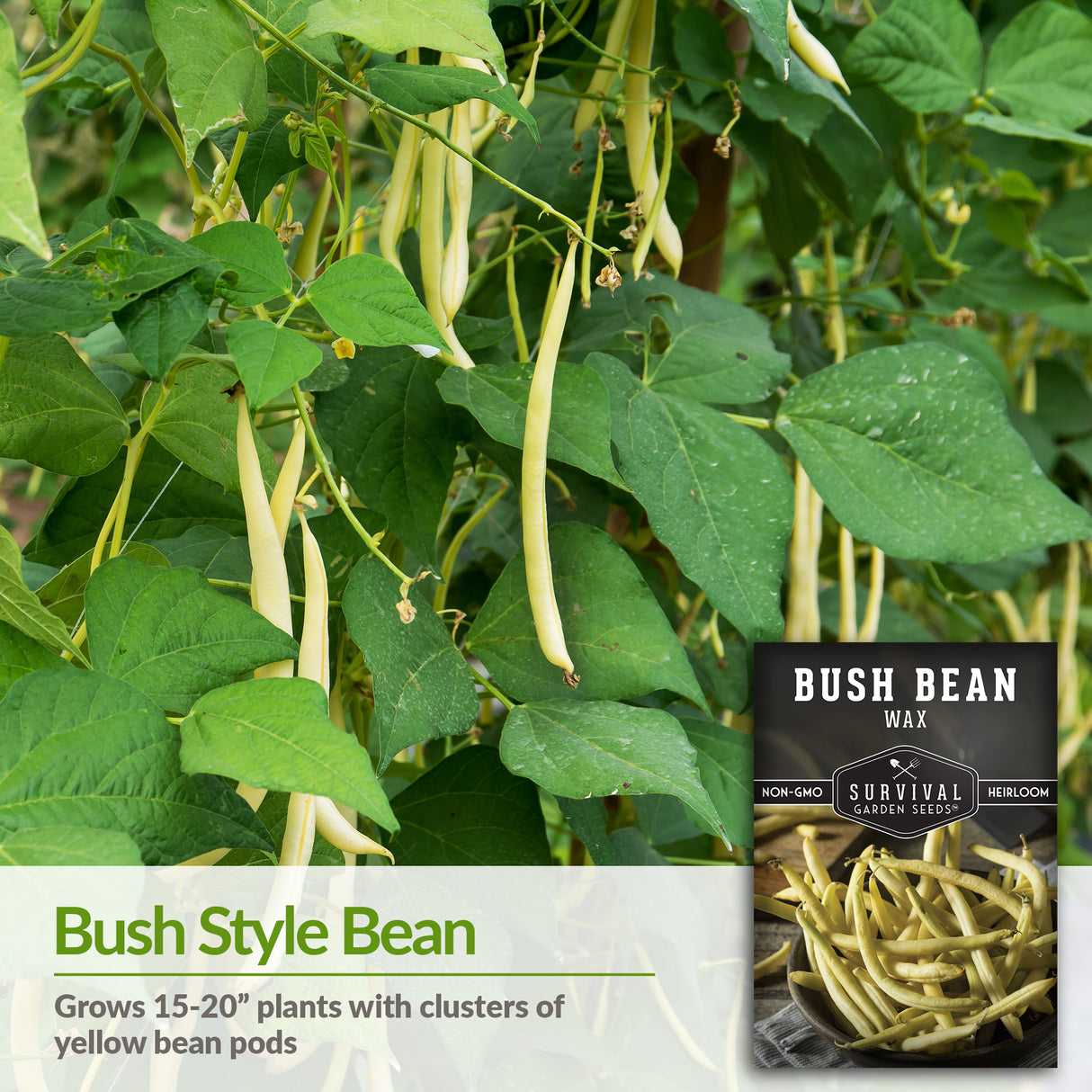 Golden Wax Bush Bean Seed