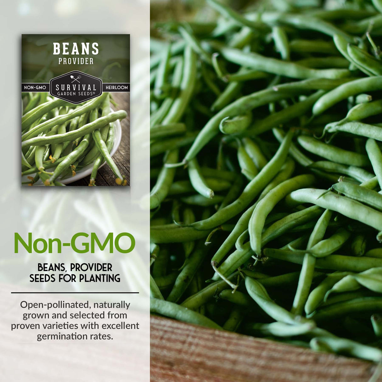 Provider Bush Bean Seed