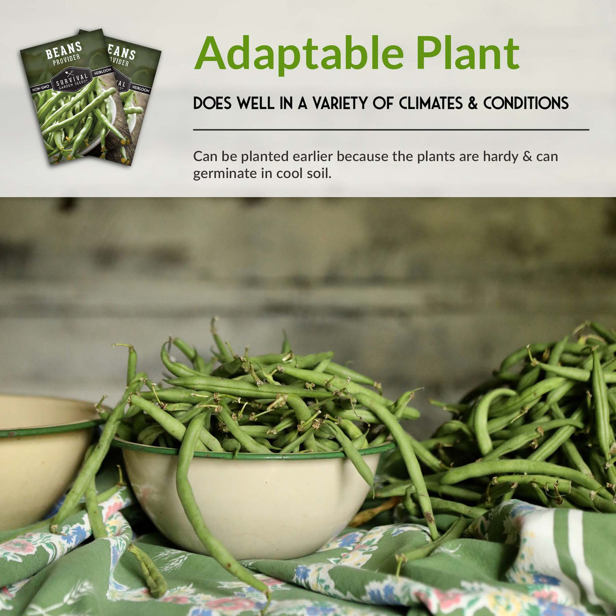 Provider Bush Bean Seed