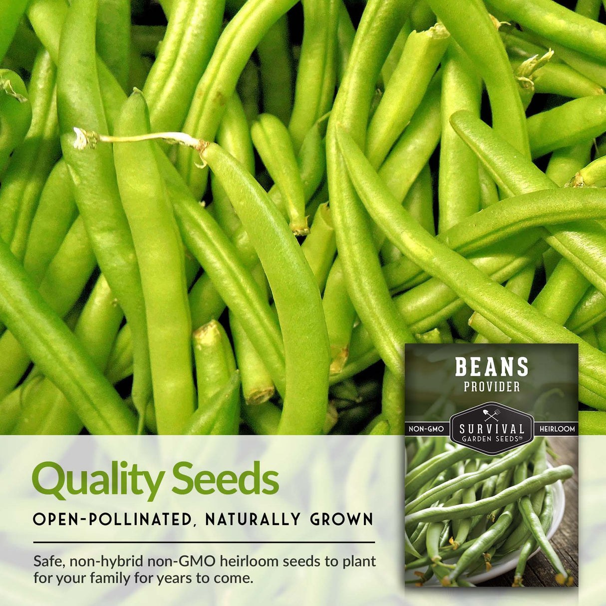 Provider Bush Bean Seed