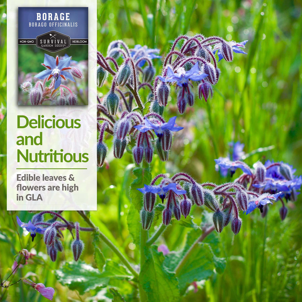 Borage leaves and flowers are edible and high in GLS