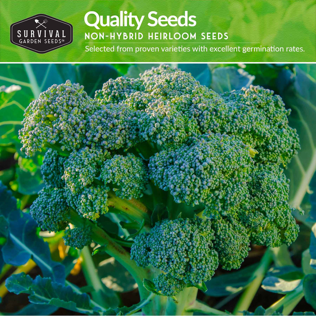Quality non-hybrid heirloom broccoli seeds