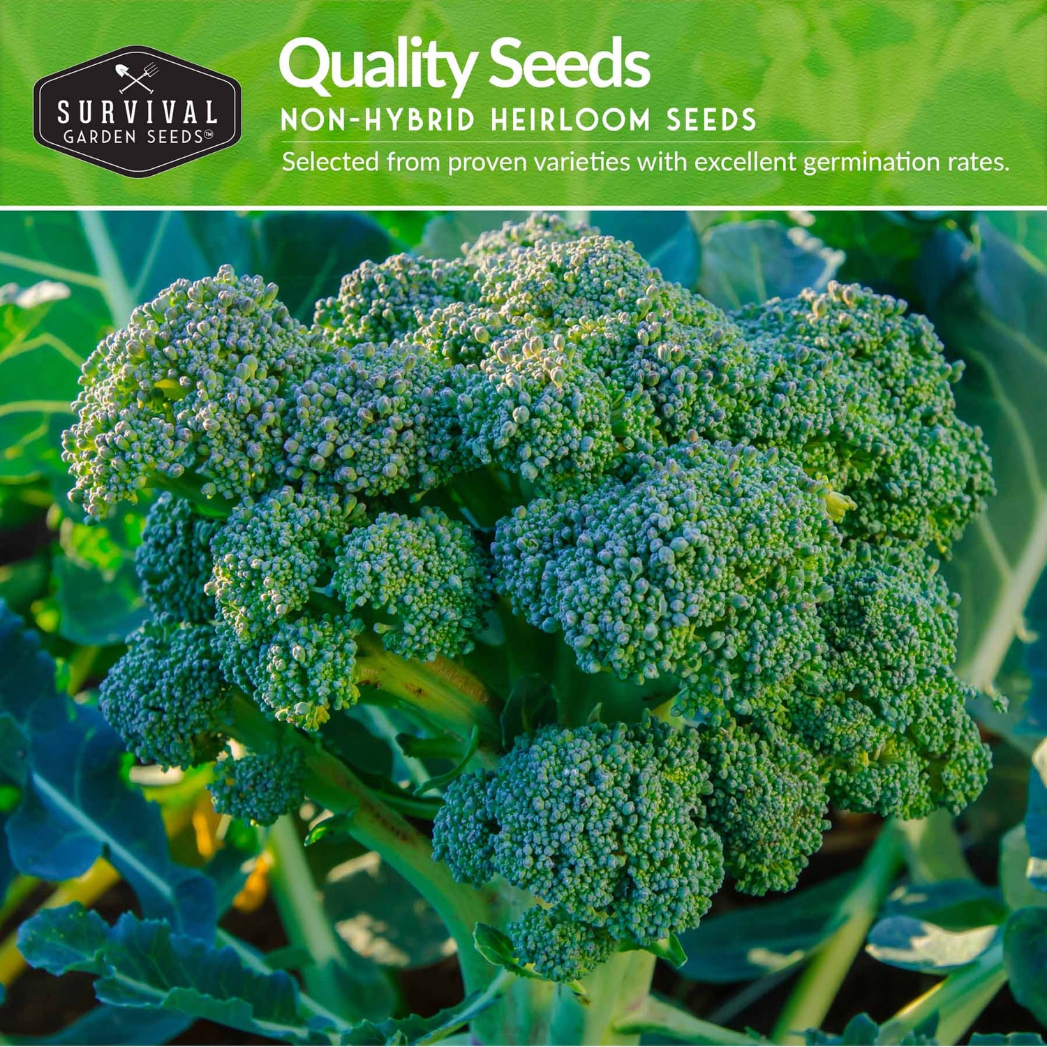 Quality non-hybrid heirloom broccoli seeds