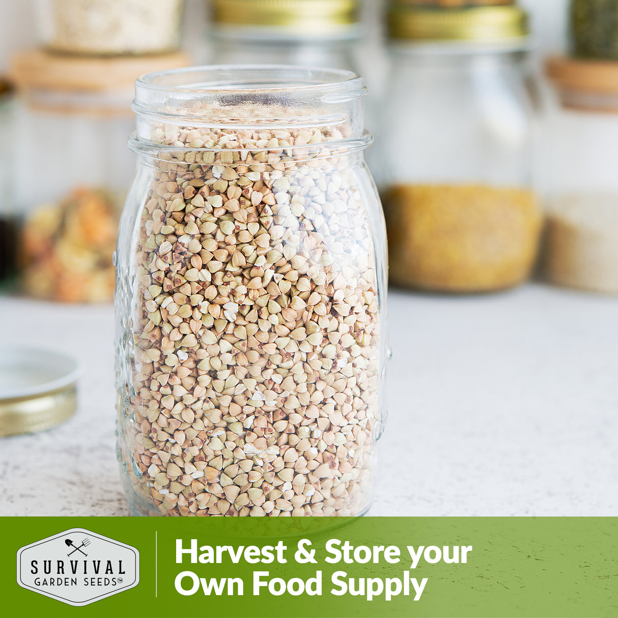 Buckwheat Seed