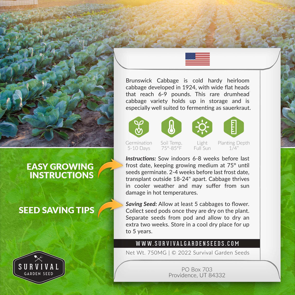 Brunswick cabbage seed planting instructions
