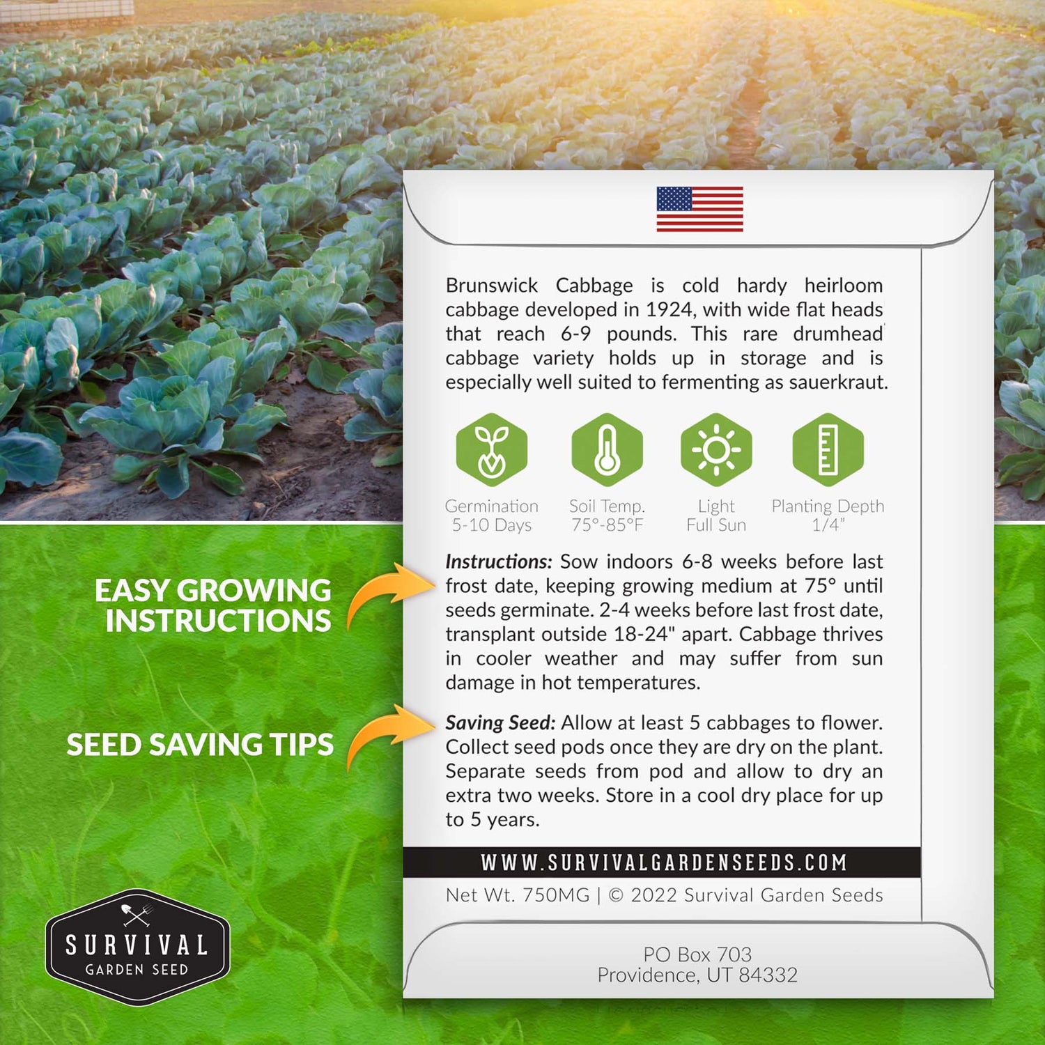Brunswick cabbage seed planting instructions