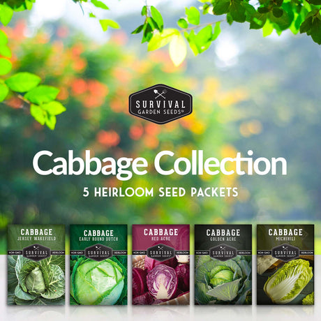5 Heirloom Cabbage Seed Packets