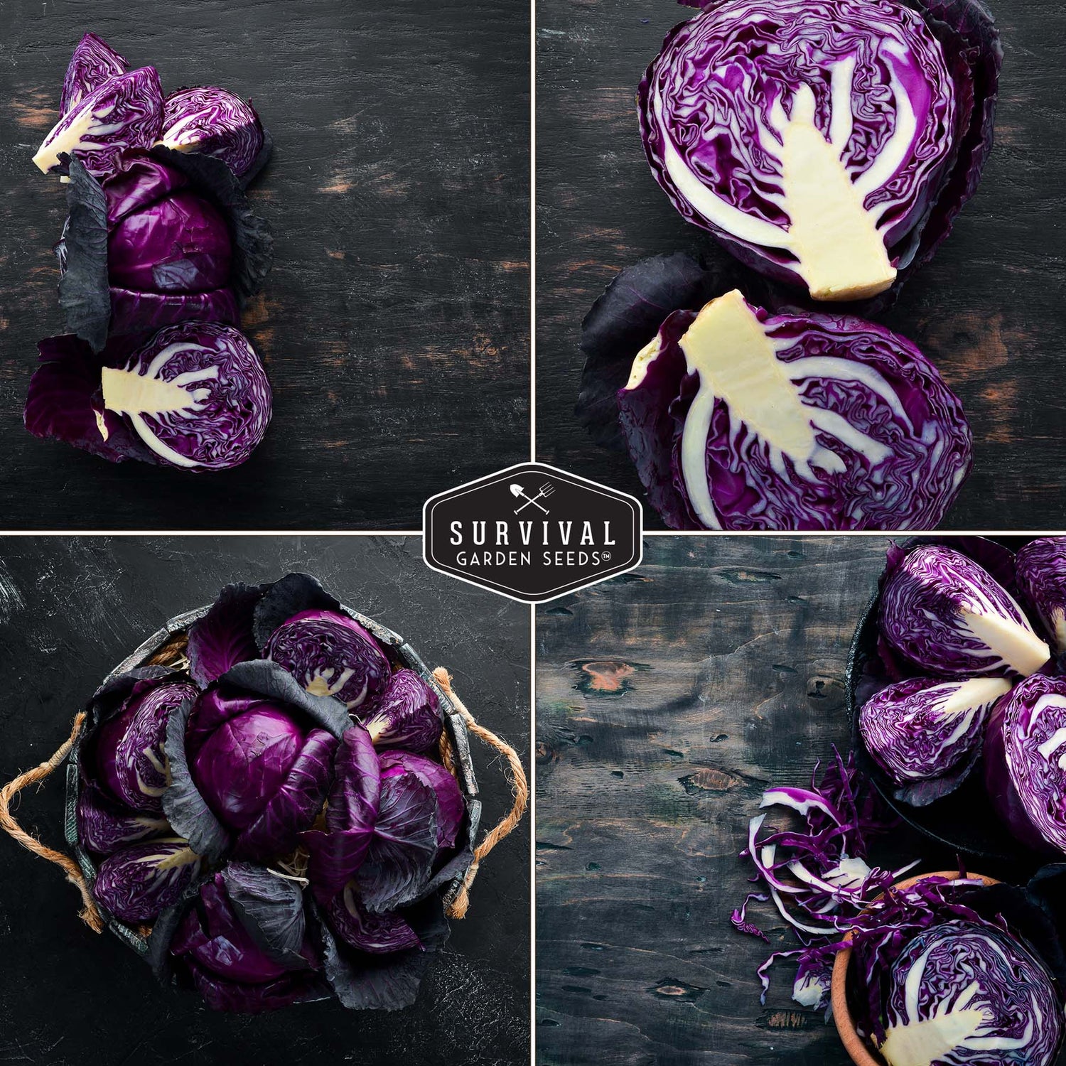 Red Acre Cabbage Seeds – Heirloom Non-GMO Purple Cabbage, Compact & Cold-Hardy Variety for Spring and Fall Gardens