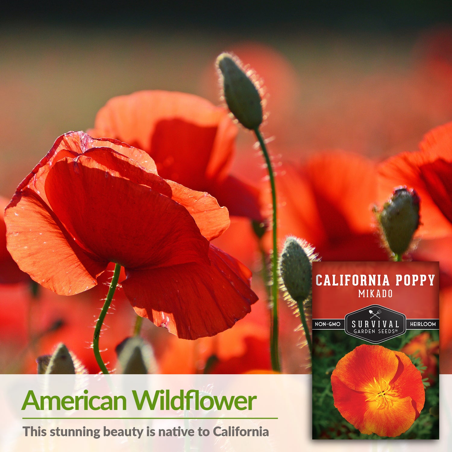 Mikado Red California Poppy Seeds