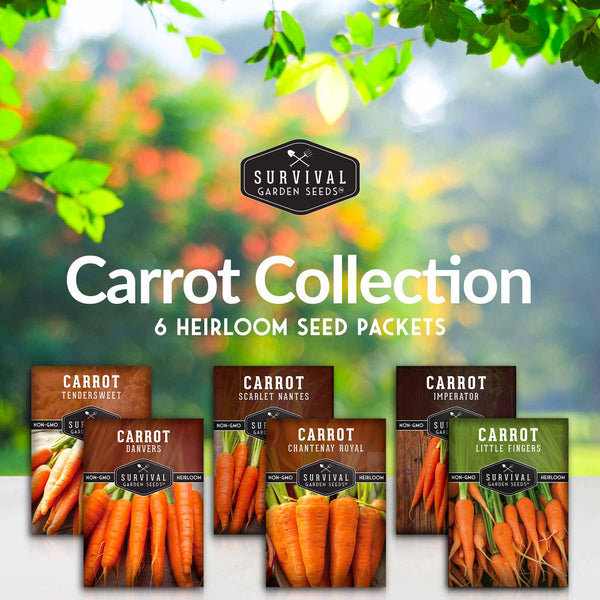 Colorful Carrot Seed Collection – Mary's Heirloom Seeds