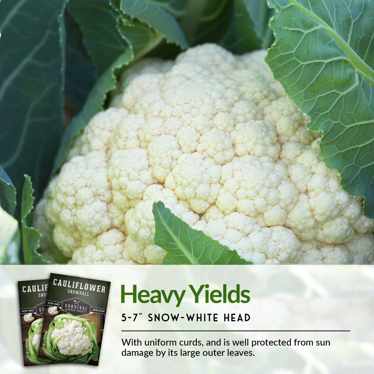 Snowball Cauliflower Seeds – Early-Maturing Heirloom with Large White Heads & Excellent Flavor