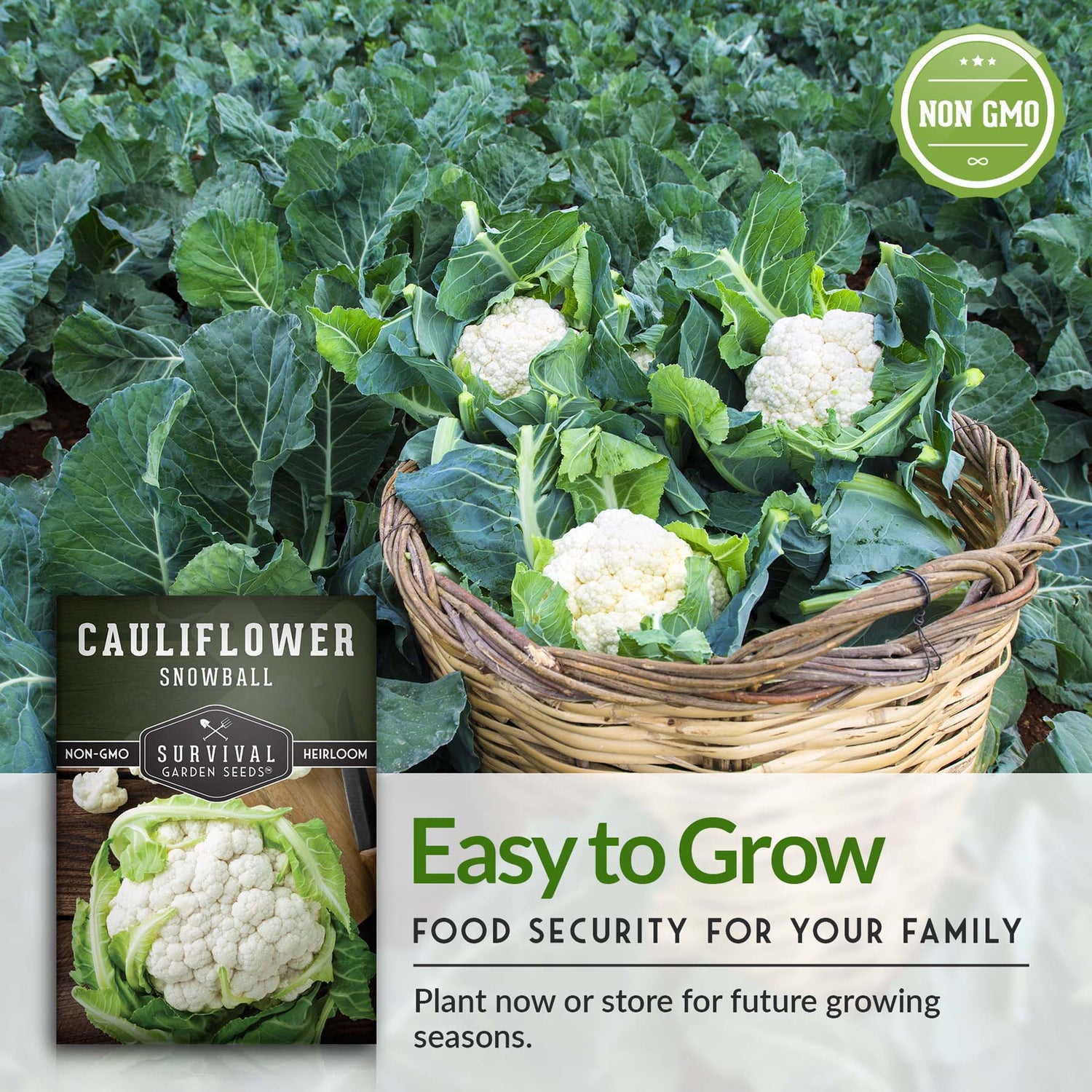 Snowball Cauliflower Seeds – Early-Maturing Heirloom with Large White Heads & Excellent Flavor