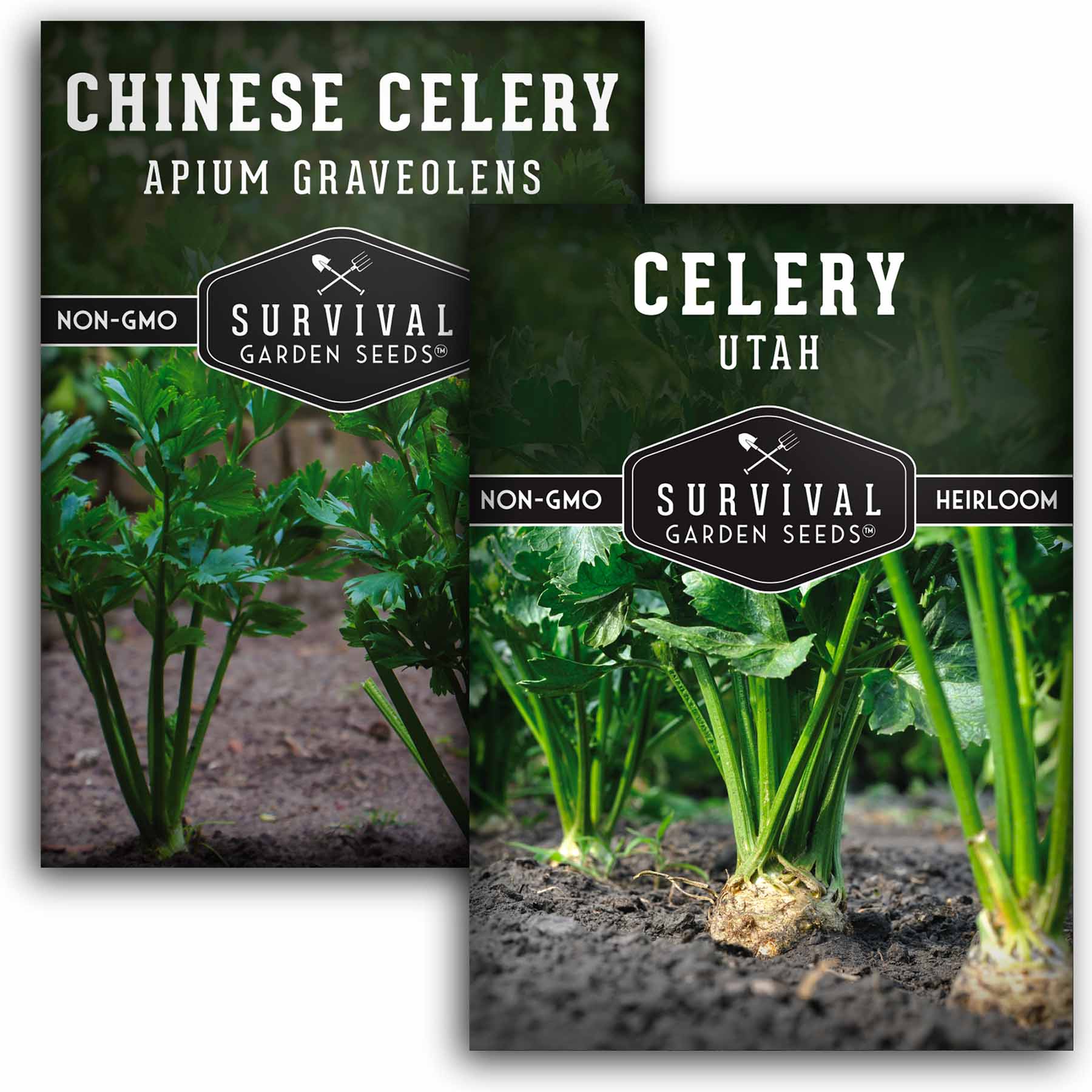 Celery Collection - 2 packets of celery seeds for planting
