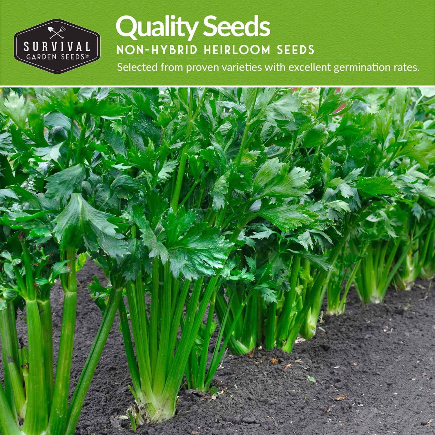 Quality non-hybrid heirloom celery seeds