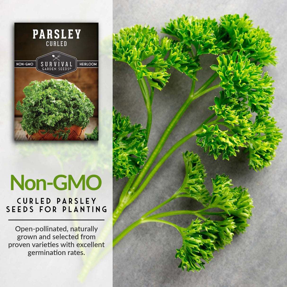 Curly Parsley Seeds – Heirloom Non-GMO Herb for Indoor & Outdoor Growing, Fresh Garnish & Seasoning