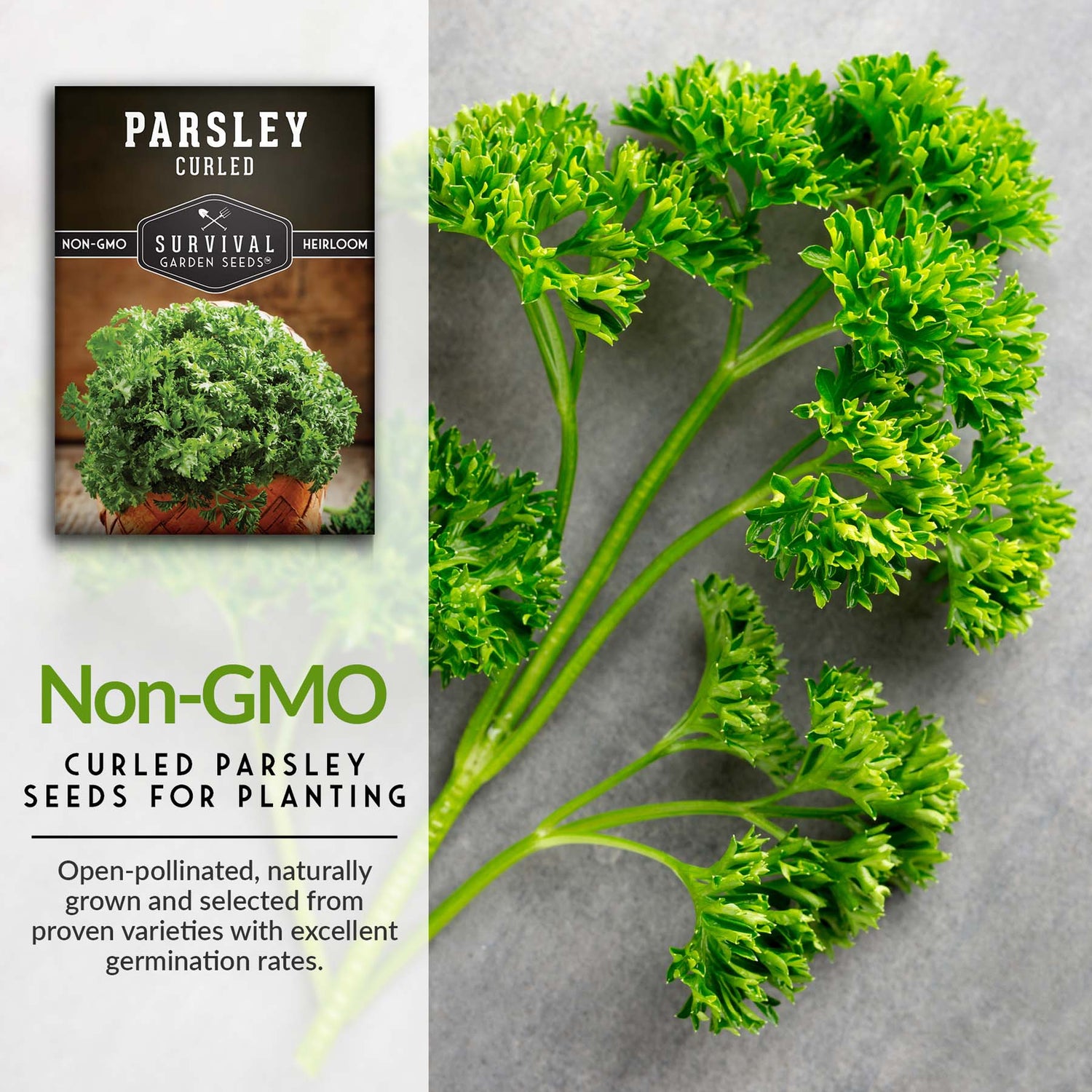 Curly Parsley Seeds – Heirloom Non-GMO Herb for Indoor & Outdoor Growing, Fresh Garnish & Seasoning