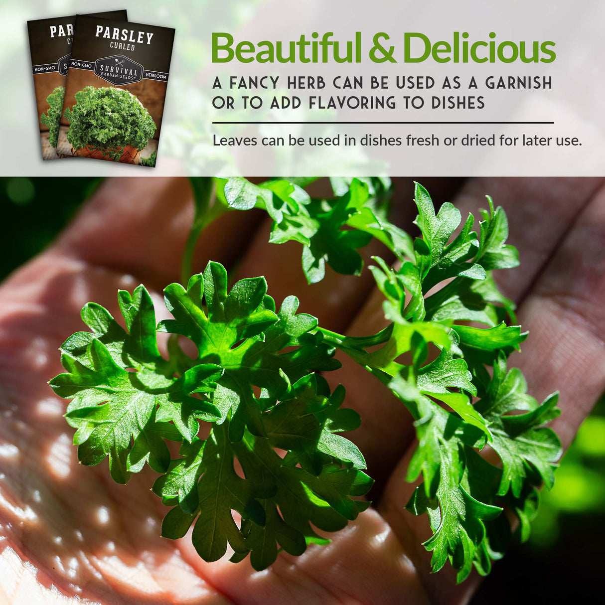 Curly Parsley Seeds – Heirloom Non-GMO Herb for Indoor & Outdoor Growing, Fresh Garnish & Seasoning