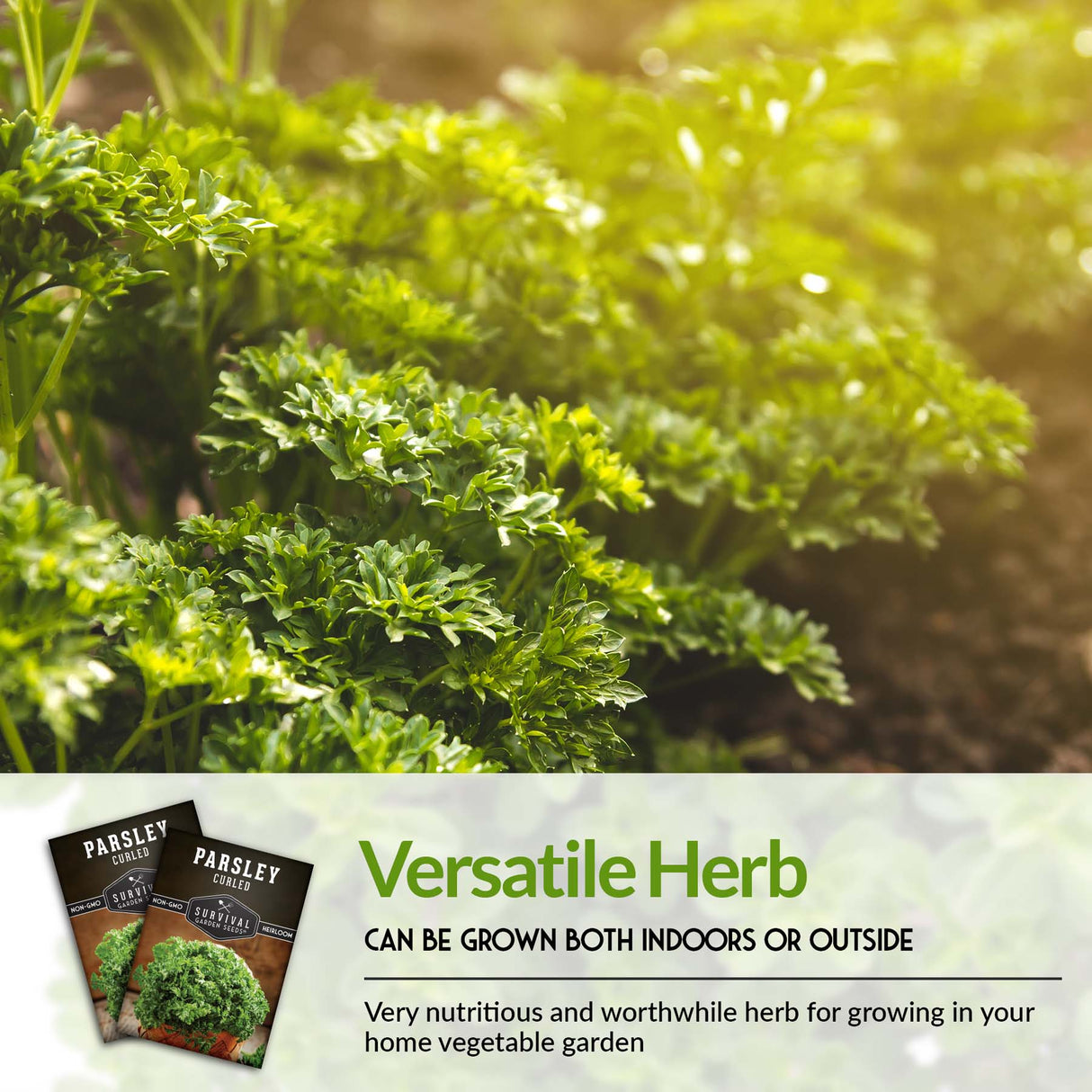 Curly Parsley Seeds – Heirloom Non-GMO Herb for Indoor & Outdoor Growing, Fresh Garnish & Seasoning