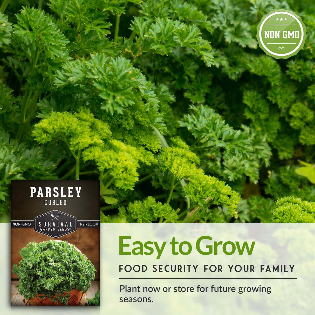 Curly Parsley Seeds – Heirloom Non-GMO Herb for Indoor & Outdoor Growing, Fresh Garnish & Seasoning
