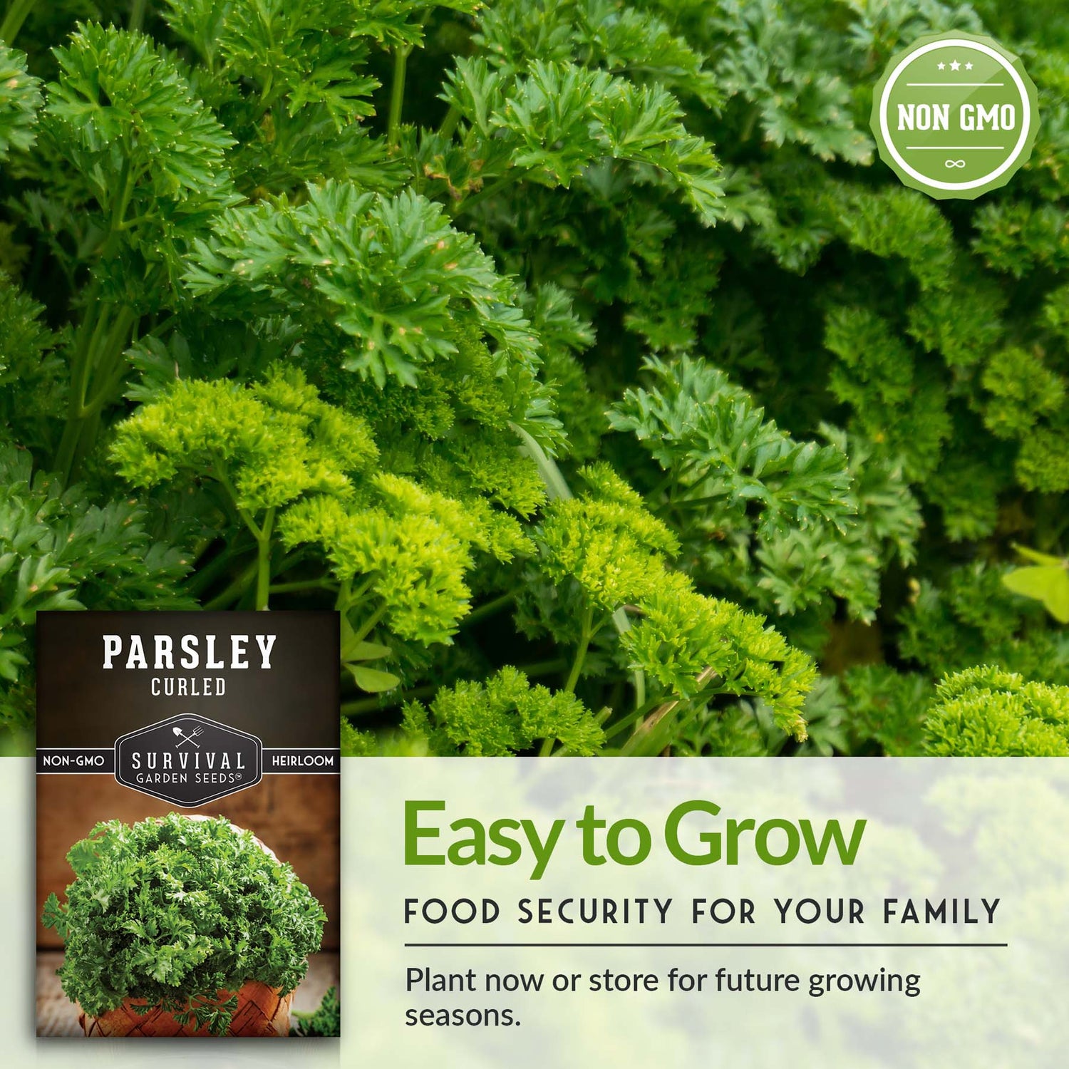 Curly Parsley Seeds – Heirloom Non-GMO Herb for Indoor & Outdoor Growing, Fresh Garnish & Seasoning
