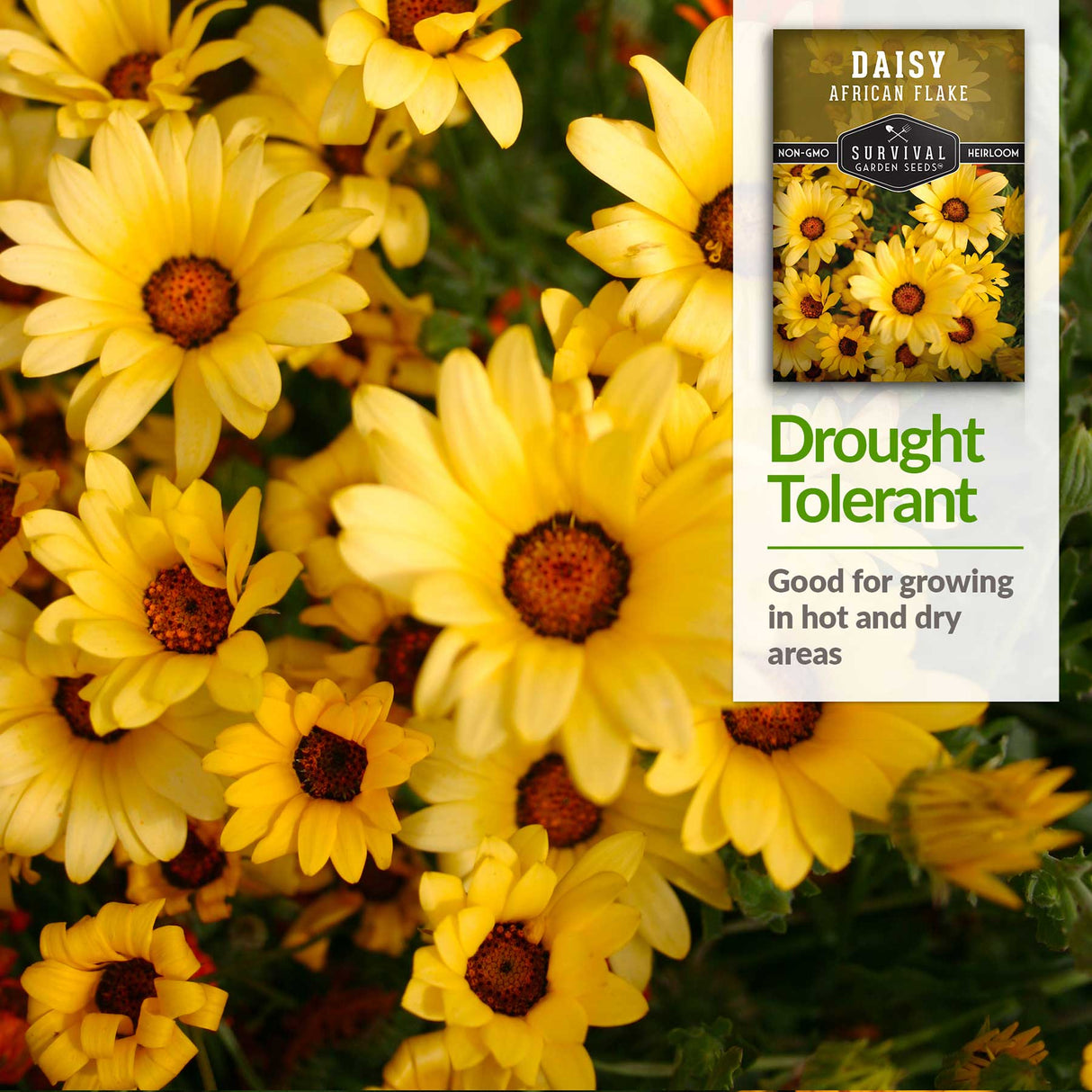 Daisies are drought tolerant