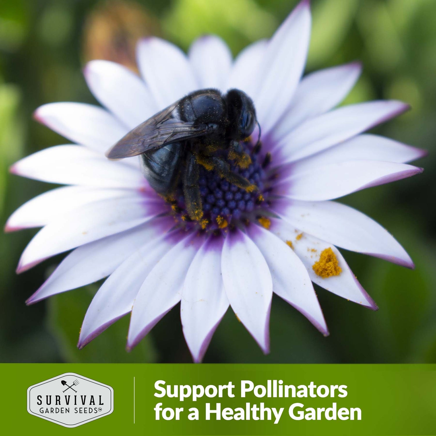 Support pollinators for a healthy garden