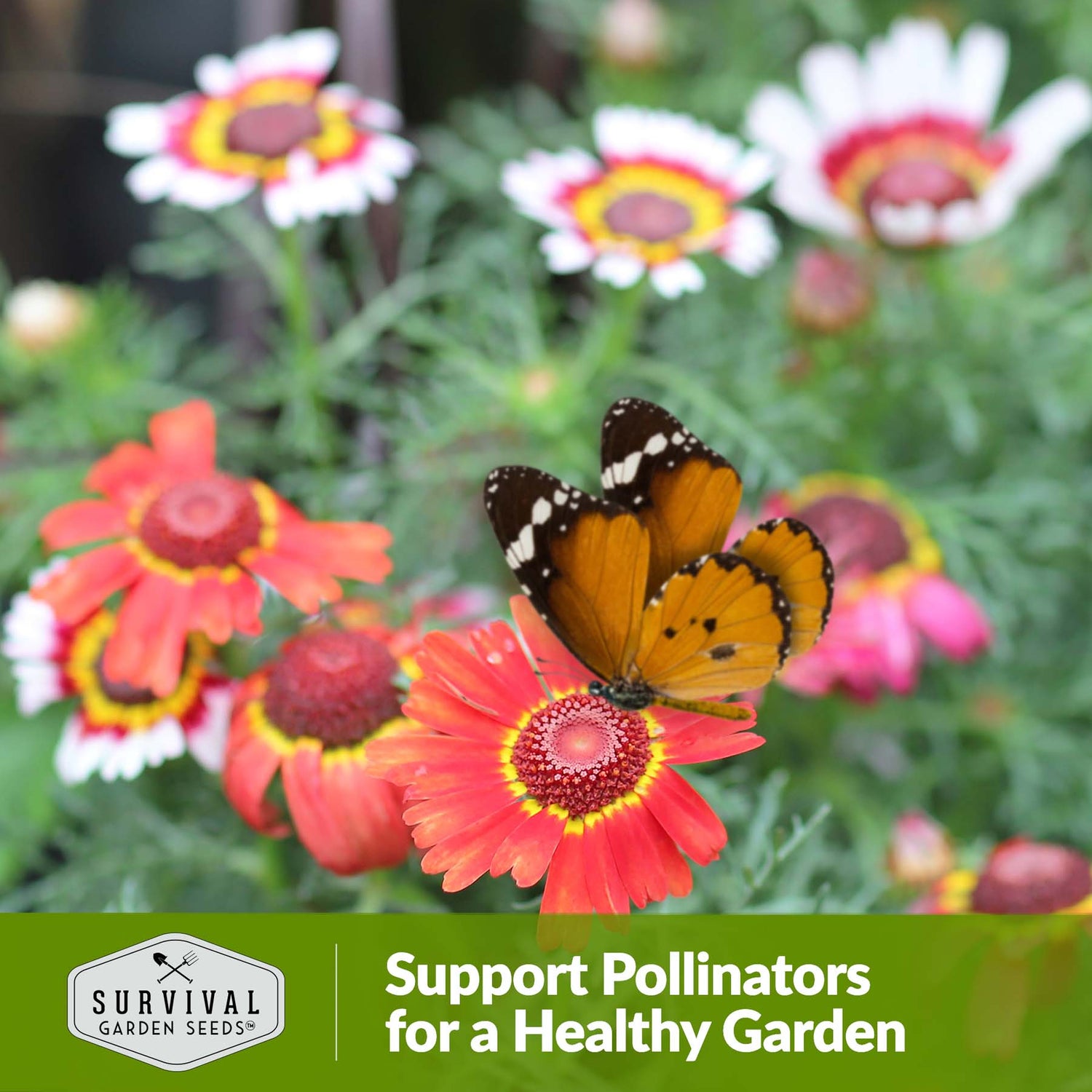 Painted daisies support pollinators for a healthy garden