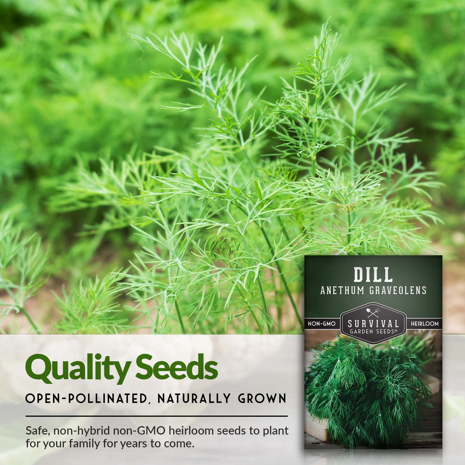 Open pollinated non-hybrid Dill seeds