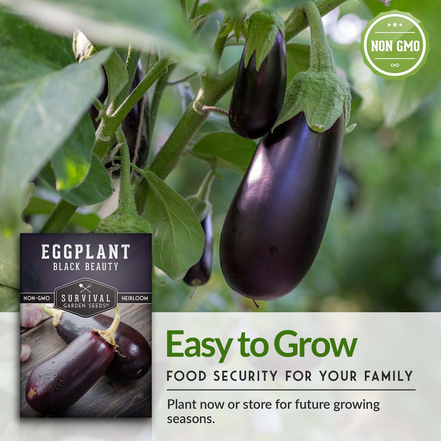 Black Beauty Eggplant Seed