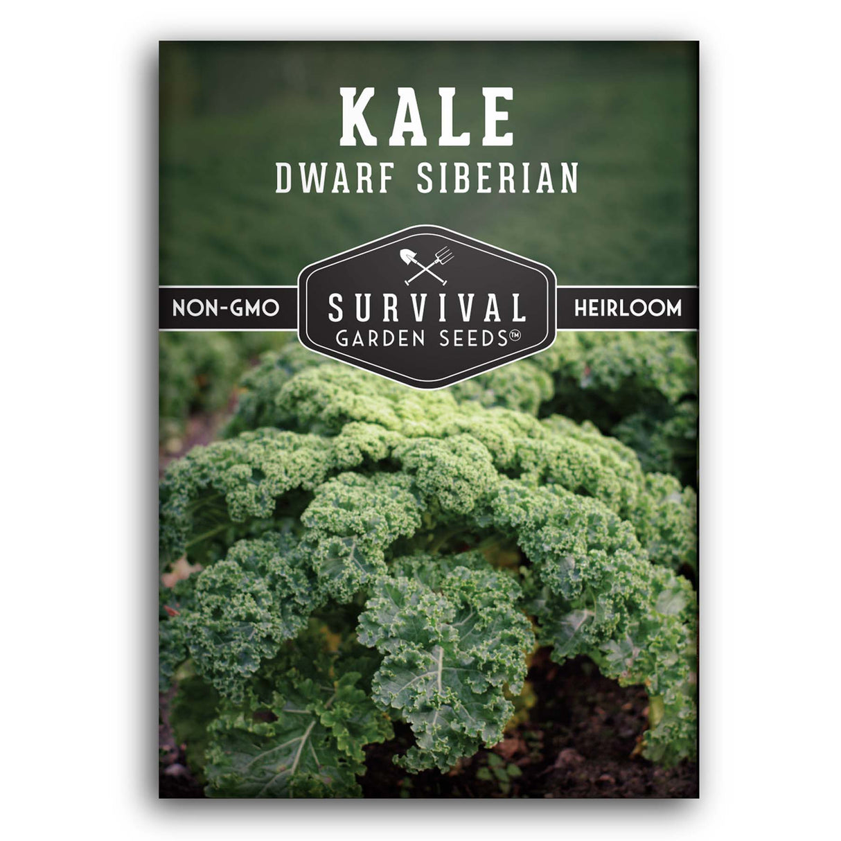 Dwarf Siberian Kale Seeds for Planting – Compact Heirloom Baby Kale, Cold Hardy & Heat Tolerant, Non-GMO Greens for Containers, Raised Beds & Small Gardens