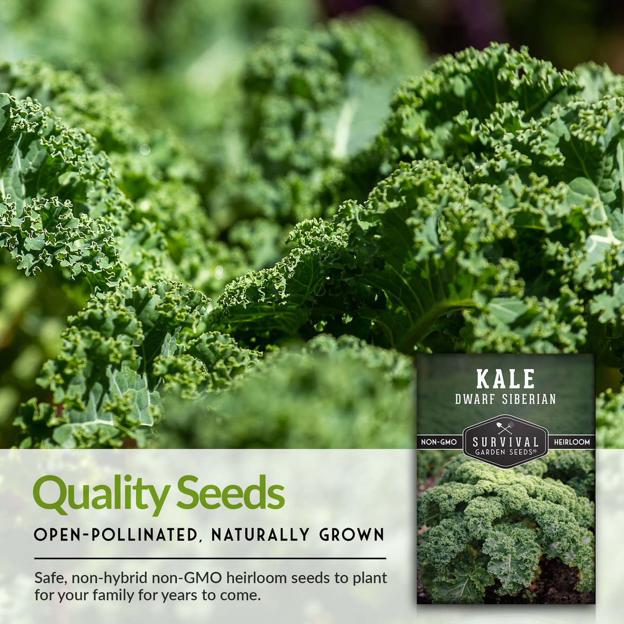 Dwarf Siberian Kale Seeds for Planting – Compact Heirloom Baby Kale, Cold Hardy & Heat Tolerant, Non-GMO Greens for Containers, Raised Beds & Small Gardens