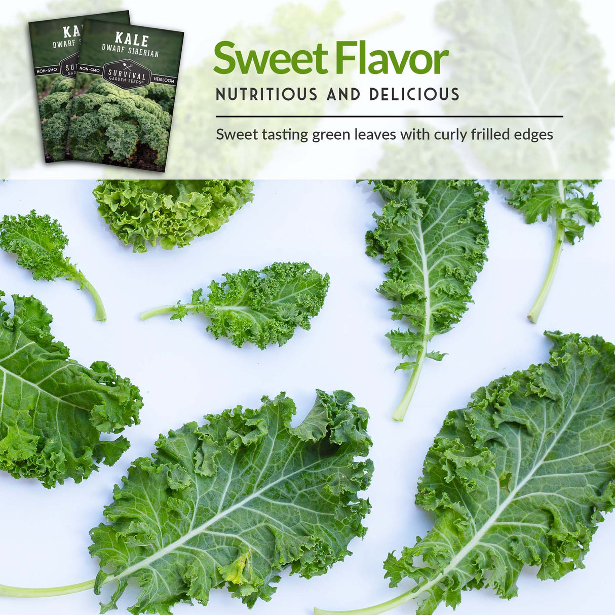 Dwarf Siberian Kale Seeds for Planting – Compact Heirloom Baby Kale, Cold Hardy & Heat Tolerant, Non-GMO Greens for Containers, Raised Beds & Small Gardens